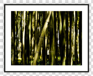 Bamboo   Png Download   Bamboo  Transparent Png