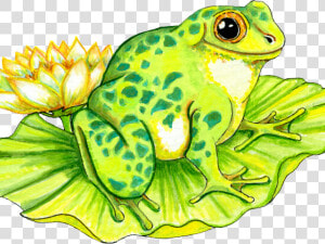 Cartoon Frog On Lily Pad   Draw A Frog On A Lily Pad  HD Png Download