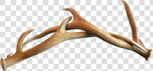 Deer Antler Horn Wood  HD Png Download