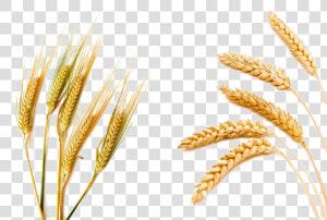 Barley Png Picture   Wheat Barley  Transparent Png