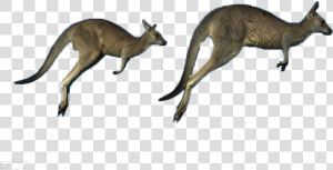 Australia Eastern Kangaroo Grey Running Western Kangaroos   Belmont  HD Png Download