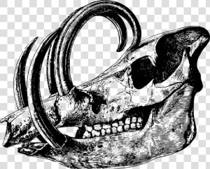 Animal  Bone  Head  Mammal  Skeleton  Skull   Animal Skull Black And White  HD Png Download