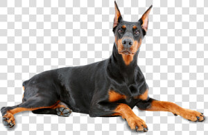 Doberman Pinscher Png 7 » Png Image   Doberman Pinscher Png  Transparent Png