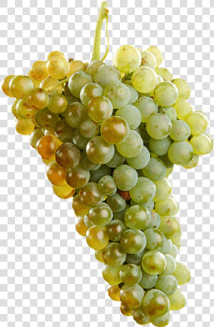 Uva Macabeo   Macabeo Grape  HD Png Download