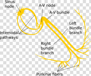 Electrical Conduction System Of The Heart   Conduction System Of The Heart Png  Transparent Png