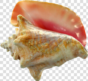 Conch Png Images   Colors Of Conch Shells  Transparent Png