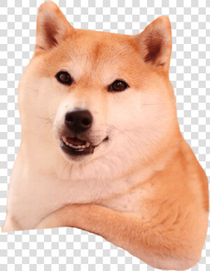 Shiba Inu Relaxing   Shiba Inu Transparent Background  HD Png Download