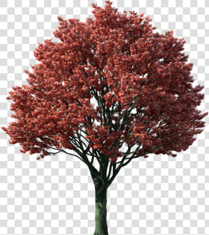 Png Of Tree In The Fall   Japanese Maple Tree Png  Transparent Png