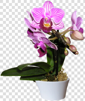 Orchid  Pot  Cut  Out   Orchid In Pot Transparent  HD Png Download