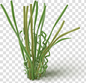 Chives  HD Png Download