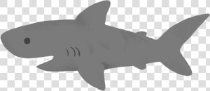 Graphic By Jackie Lou   Great White Shark  HD Png Download