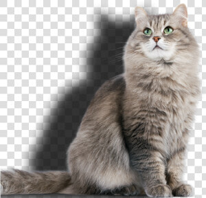 Pet Sitting Swindon   Grooming Pets  HD Png Download