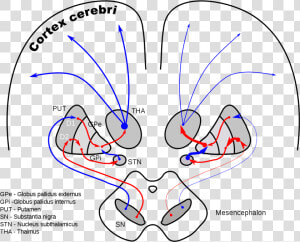 Globus Pallidus Internus And Externus  HD Png Download