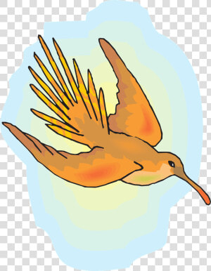 Humming Bird Png  Transparent Png