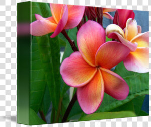 Transparent Plumeria Flower Png   Frangipani  Png Download