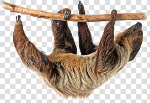 Download Sloth Png Image   Sloth Png  Transparent Png