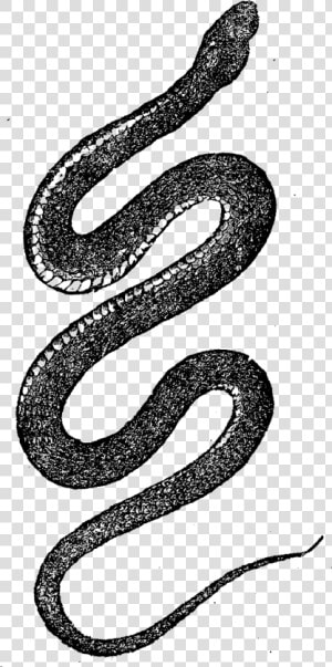 Transparent Snake Art Png   Snake Art Png  Png Download