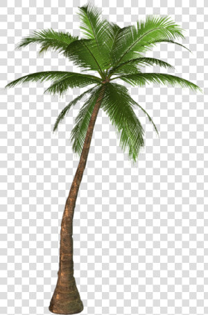 Transparency Palm Trees Portable Network Graphics Clip   Palm Tree Png  Transparent Png