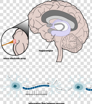 Cross Section Of The Human Brain   Micro Electrode Array Brain  HD Png Download