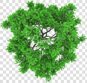 Transparent Tree Aerial View Png   Vector Tree Top View Png  Png Download