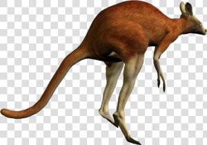 Kangaroo Png   Red Kangaroo Transparent Background  Png Download