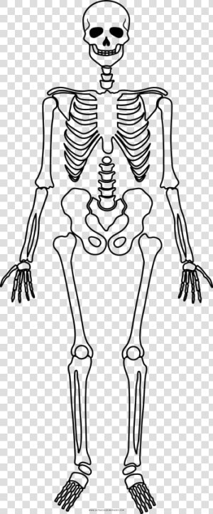 Skeleton Coloring Page   Scheletro Halloween Da Stampare  HD Png Download