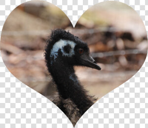 Emu Love  HD Png Download