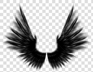 Free Png Shield With Wings Png Png Image With Transparent   Black Angel Wings Photoshop  Png Download