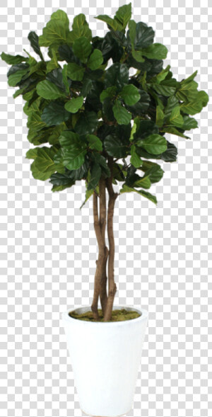 Fiddle Leaf Tree Transparent  HD Png Download