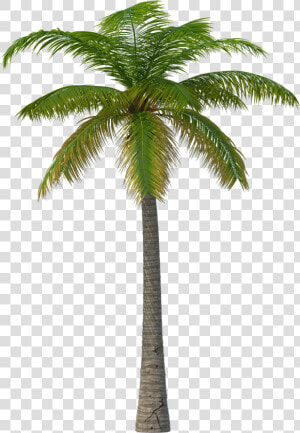 Palm Tree Png Image   Martin Garrix Feat Macklemore  amp  Patrick Stump  Transparent Png