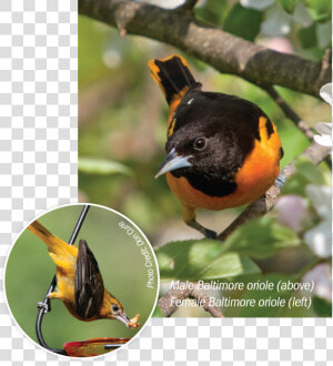 Male And Female Baltimore Orioles   Finch  HD Png Download