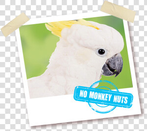 Sulphur crested Cockatoo  HD Png Download