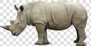 Rhino Png Pics   Side View Of A Rhino  Transparent Png