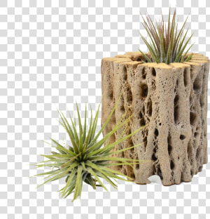 Small Cholla Wood Air Plant Holder   Grass  HD Png Download