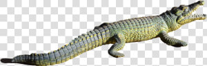 Alligator Png File   Répteis Png  Transparent Png