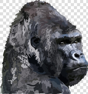 Animal  Gorilla   Gorilla Gray Head Png  Transparent Png