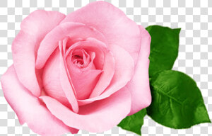 Transparent Pink Flower Png   Pink Beautiful Rose Flower  Png Download