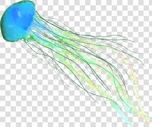  fish  jellyfish  jellyfishes  ocean  beach  sea  water  HD Png Download