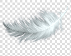 White Feather   Bird Feather Png  Transparent Png