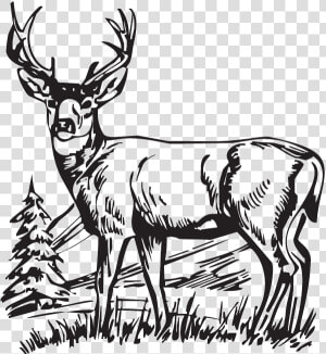 Download Hunting Deer Drawings Clipart White tailed   Whitetail Deer Deer Clipart Black And White  HD Png Download