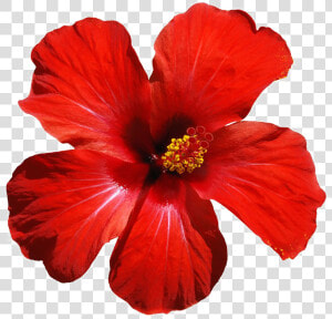 Hawaiian hibiscus   Red Tropical Flower Png  Transparent Png