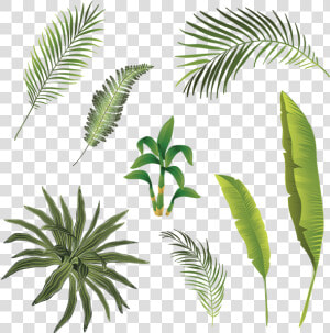 Tropical Branch And Leaves Collection  Tropical Branch   Transparent Leaves Tropical Png  Png Download