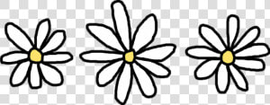 Flower Common Daisy Clip Art Transprent  HD Png Download