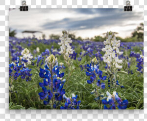 Bluebonnet Png  Transparent Png