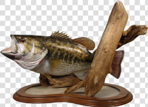 Largemouth Bass Mount   Northern Largemouth Bass  HD Png Download