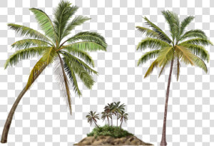 Palma  Format Full  Png V   Coconut Tree Png  Transparent Png