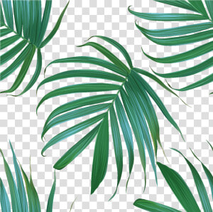 Sticker Tapisserie Tropicale Feuilles De Palmiers Ambiance   Tapisserie Feuille De Palmier  HD Png Download