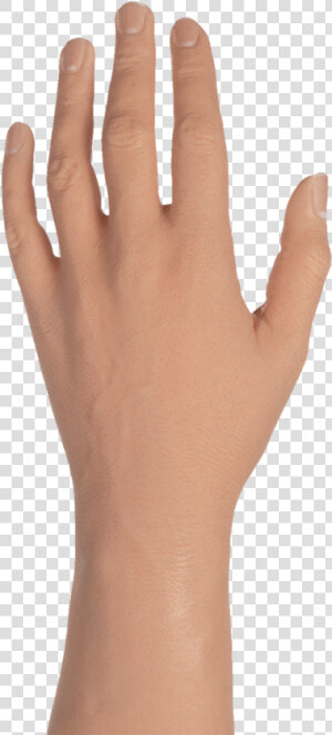 Female Hand Png   Transparent Male Hand Png  Png Download