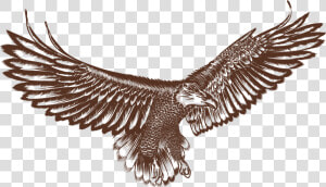 Bald Eagle Hawk Bird   Hawk Vector Png Logo  Transparent Png