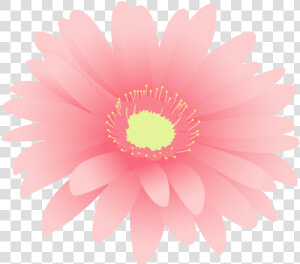 Barberton Daisy  HD Png Download